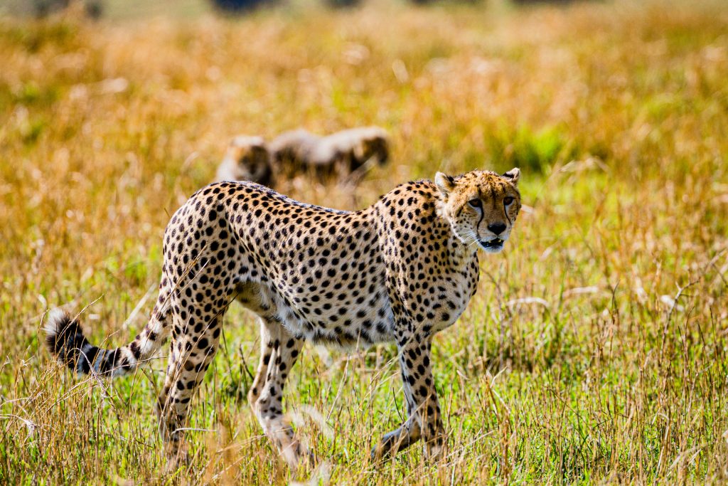 9 day Luxury Safari & Zanzibar