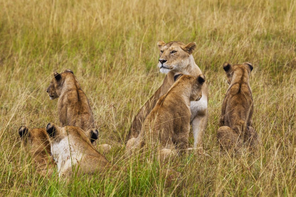 6 day Tanzanian Cultural Safari