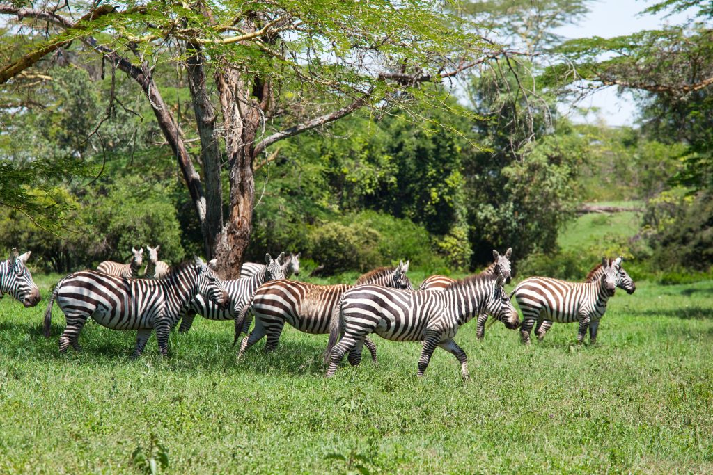 4-Day Safari in Tanzania